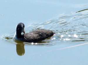 Jonge meerkoet