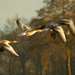 Grauwe ganzen in de avondzon