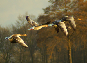 Grauwe ganzen in de avondzon