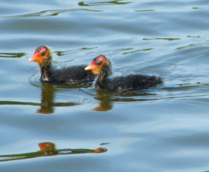 Jonge meerkoetjes