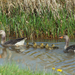 Familie gans