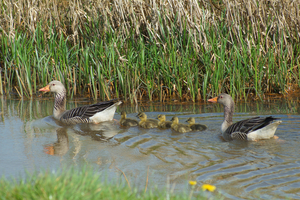 Familie gans