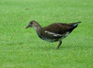 Juveniel waterhoen