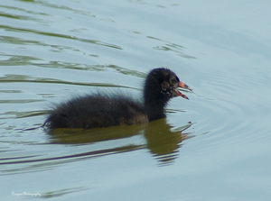 Jonge meerkoet