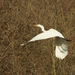 Witte reiger