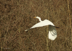 Witte reiger