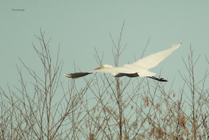 Witte reiger