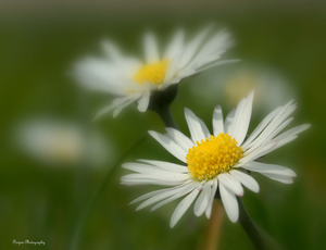 Kleine Margriet