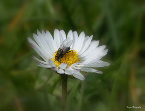 Kleine margriet met bezoek