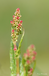 Wilde bloemen