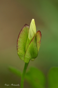 Haagwinde ( wilde witte bloem)