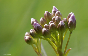 Bosveldkers in knop