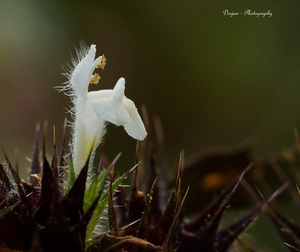 Brandnetelbloem