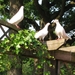 Park wandeling 012