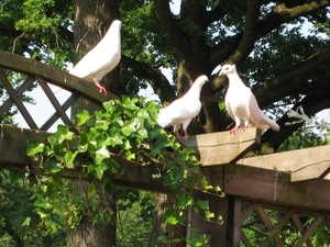 Park wandeling 012