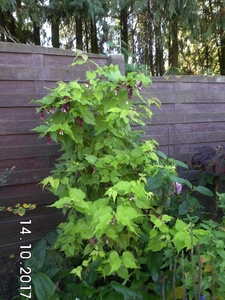 DSCI2790