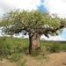 Baobab