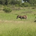 Zebra met passagiers