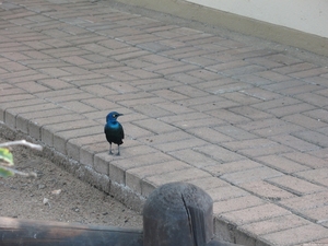 Cape glossy starling