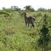 Waterbok