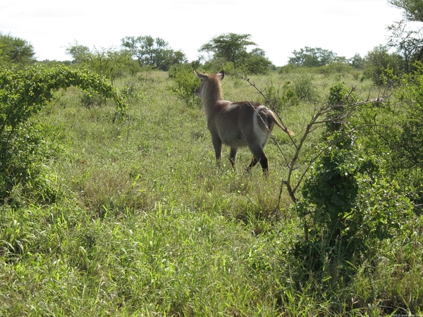 Waterbok