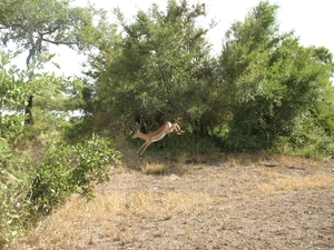 Springende impala