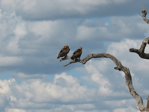 Tawny eagles