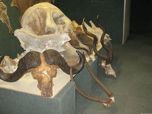 Letaba Olifantsmuseum