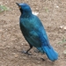 Greater blue-eared glossy starling