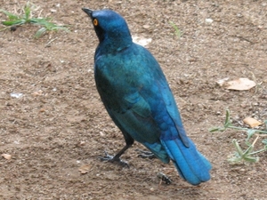 Greater blue-eared glossy starling