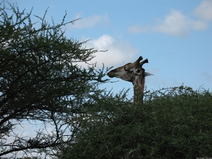 Giraffe smullend van de 