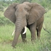 Olifant op wacht