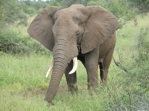 Olifant op wacht