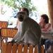 Vervet monkey (en boterhammendief)