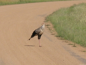 Roadrunner