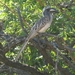 Southern yellow-billed hornbill