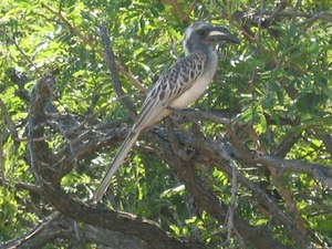 Southern yellow-billed hornbill