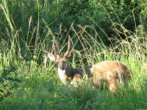 Bushbuck