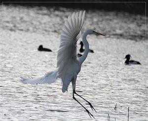 Grote Zilverreiger