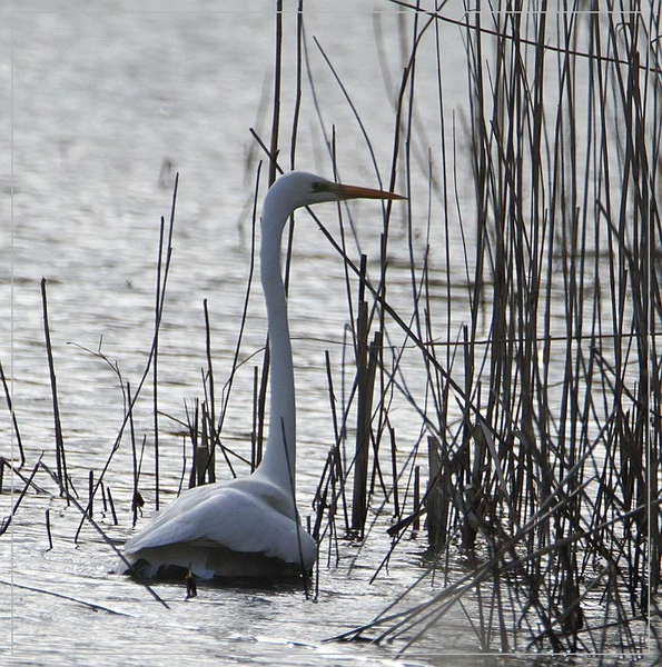 Grote Zilverreiger