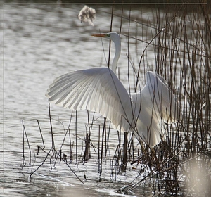 Grote Zilverreiger