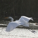 Grote Zilverreiger