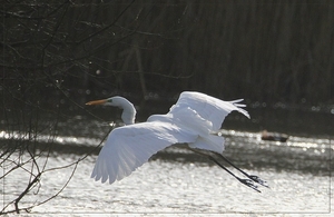 Grote Zilverreiger