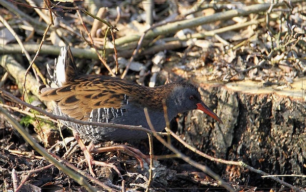 Waterral - Rallus aquaticus