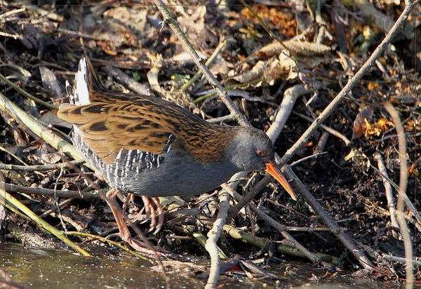 Waterral - Rallus aquaticus