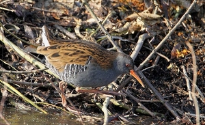 Waterral - Rallus aquaticus