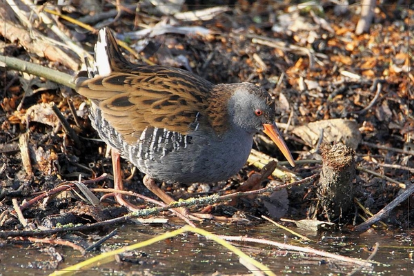 Waterral - Rallus aquaticus