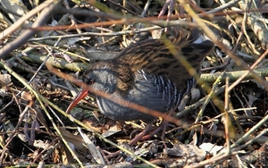 Waterral - Rallus aquaticus