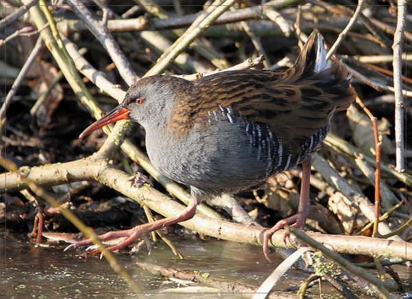 Waterral - Rallus aquaticus