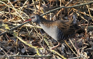 Waterral - Rallus aquaticus